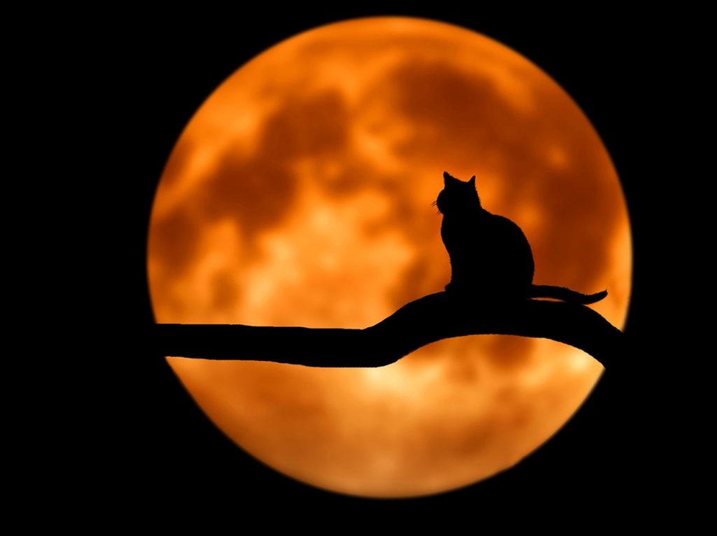 canva_-_photography_of_cat_at_full_moon